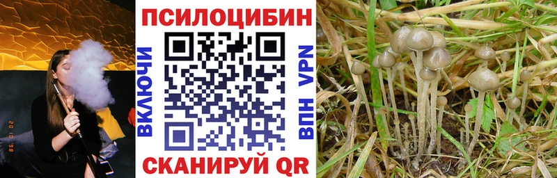 цены наркотик  Володарск  shop телеграм  Псилоцибиновые грибы GOLDEN TEACHER 